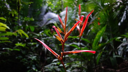 Amazonas Regenwald, Dschungel 