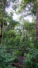 Amazonas Regenwald, Dschungel 