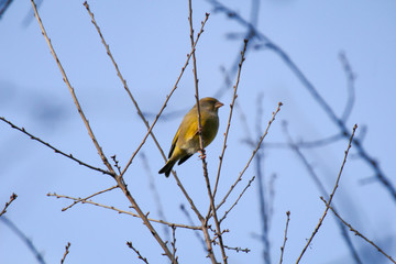 ein Zilpzalp im Geäst eines Baumes im Frühjahr