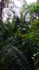Amazonas Regenwald, Dschungel 