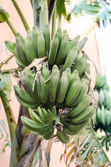 Nahaufnahme einer Bananenstaude mit jede Menge grüner Bananen