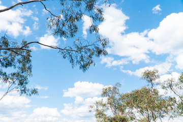 Panoramic Blue Mountains Australia. Dramatic views of peaks, rock, valley, landscape, green rainforest jungle. Adventure, freedom, fun concepts. Tourist mountain trek. Shot in Sydney, NSW.