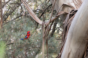 Bird sitting in tree branches. Red and blue birds. Parrots in trees, Blue Mountains, Australia