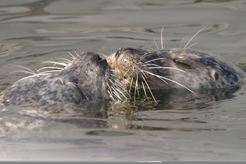 Fototapeta premium Seehund