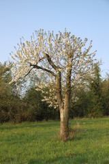 Cherry tree white flowers blossom in an orchard