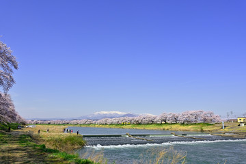 桜と蔵王