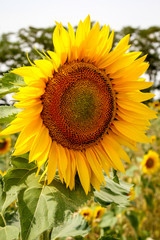 Sonnenblumen auf einem Feld recken sich der Sonne entgegen