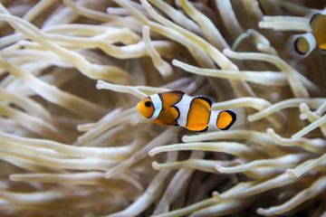 Clownfische in ihrer Anemone, Clownfische pflegen ihre Anemone.