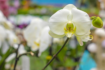 Close-up of orchid flower on a blurred background
