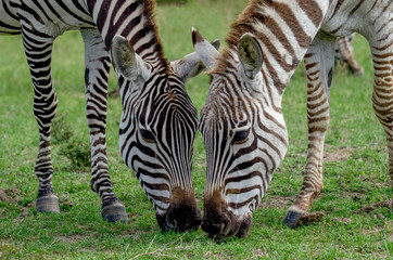 Fototapeta na wymiar Zebra Pair - Mirrored Zebra grazing together