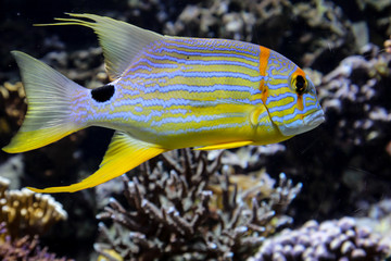Meeres Fische im Riff, Fische in ihrer natürlichen Umgebung