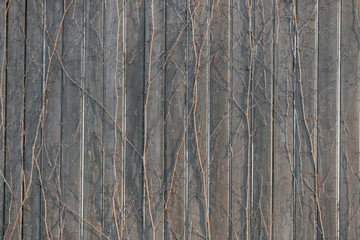 vines on a wooden background