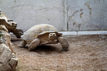 Portrait einer großen Landschildkröte mit ihren robusten Panzer