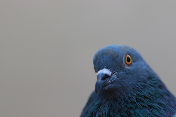Close up head shot of beautiful pigeon bird, Pigeon close up on blue background