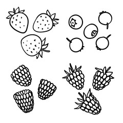 Hand-drawn berries. Strawberries, blueberries, raspberries, blackberries. 