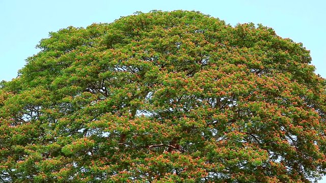 huge of flower on trees and blue sky background, Rain Tree, East Indian Walnut, Monkey Pod Large perennial plant, 15-20 meters high, with many branches, small leaves, pink flowers