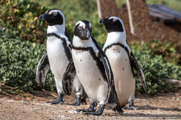 Naklejka premium Pinguine in Betty's Bay in Südafrika