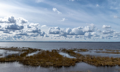flooded lake shore, overgrown with last year's reeds and bushes, bird migration, beautiful cumulus clouds