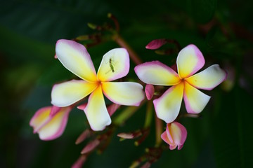 Beautiful flowers in the garden Blooming in the summer.Landscaped Formal Garden.	