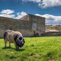 Black pig of an ancient race in front of a farm building on green grass under blue cloudy sky in Navarre, Spain