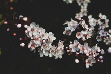 cherry blossom on black