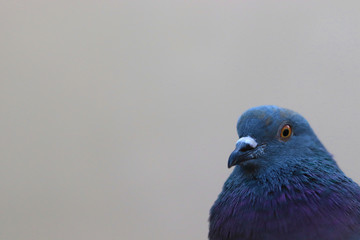 Close up head shot of beautiful pigeon bird, Pigeon close up on blue background