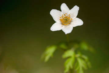 Obraz na płótnie Canvas close up view of blooming wood anemone in natural environment. 