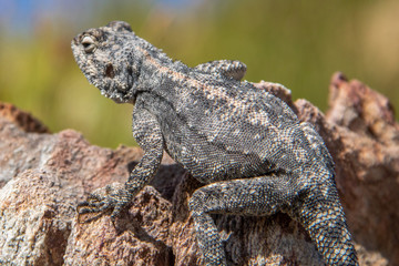 Eidechse am Palmiet River Trail im Kogelberg Nature Reserve in Südafrika