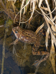 Frogs swiming in the water, frog mating time