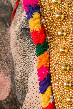 Decorated elephant at temple festival close up in Kerala, India