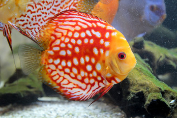 Diskusfische Im Aquarium sind Diskusfische Buntbarsche

