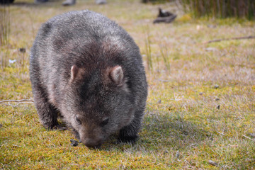 The wombat stands on the green grass field with forest background in Tasmania, Australia