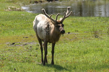 Wapiti