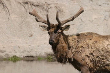 Wapiti