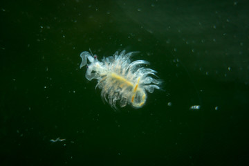 extremes Makro einer Artema, Salzwasserkrebs, Makro von Mikroorganismen, Plankton

