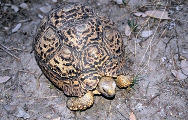 Schildkröte - vermutlich Dosen Schildkröte - Botswana