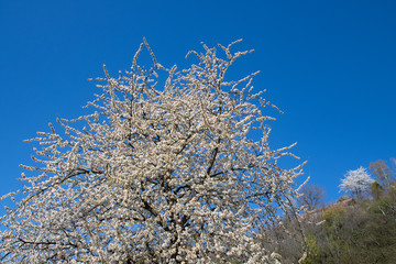 Prächtig blühender Obstbaum in der Wachau