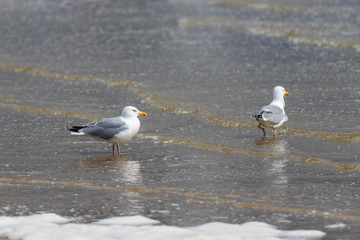 Seagull - Larus marinus stands in the sea