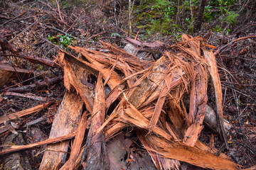 The piece of wood in the forest in Tasmania, Australia