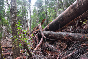 The piece of woods and logs in the forest in Tasmania, Australia