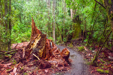 The walk path with piece of wood in the forest in Tasmania, Australia