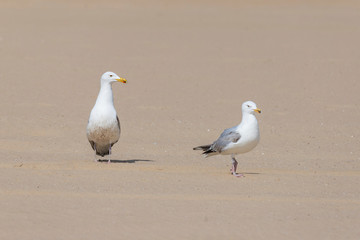 Seagull - Larus marinus walks along the beach
