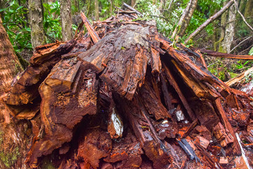 The piece of wood in the forest in Tasmania, Australia