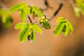 Young buds and leaves of a hazel tree 