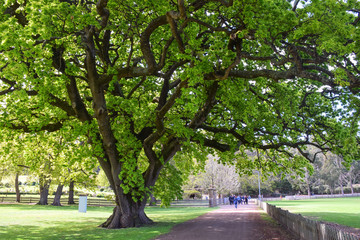 The big tree with walk path in Melbourne, Australia