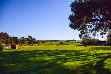 The green grass field with tree and clear blue sky background on sunny day in Melbourne, Australia