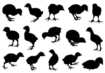 Set of different turkey chicks isolated on white