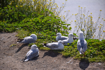 The seagulls stand on the green grass field with lake background on sunny day in Melbourne, Australia