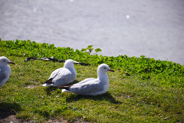 The seagulls stand on the green grass field with lake background on sunny day in Melbourne, Australia