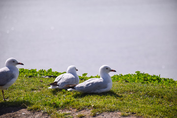 The seagulls stand on the green grass field with lake background on sunny day in Melbourne, Australia